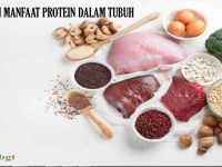 Fungsi Dan Manfaat Protein Dalam Tubuh
